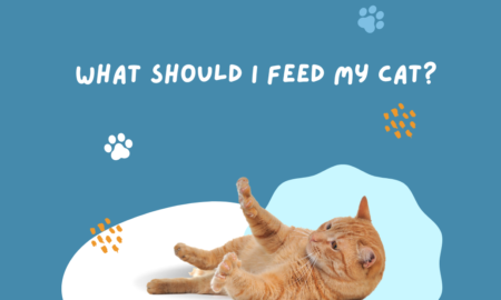 What should I feed my cat?