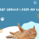 What should I feed my cat?