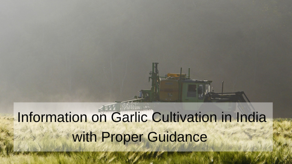 Information on Garlic Cultivation in India with Proper Guidance Techcrums