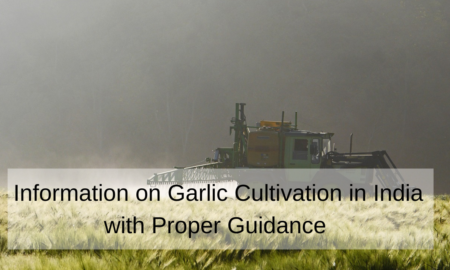 Information on Garlic Cultivation in India with Proper Guidance