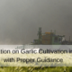Information on Garlic Cultivation in India with Proper Guidance