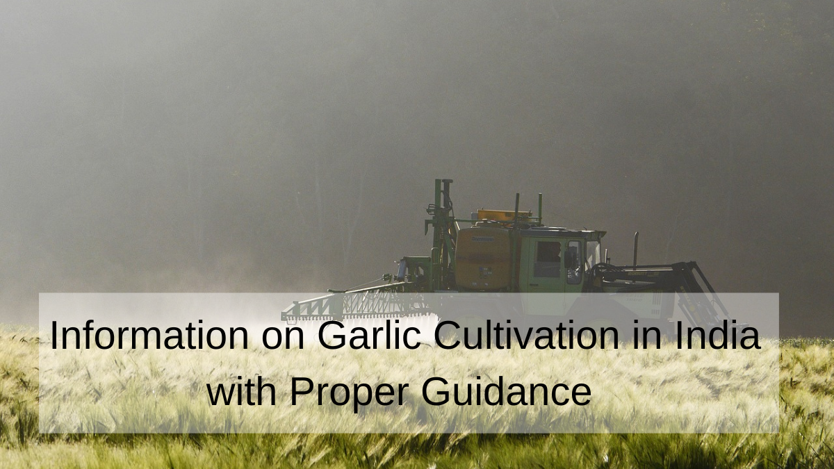 Information on Garlic Cultivation in India with Proper Guidance
