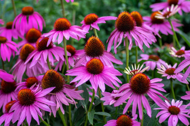 Online Coneflower