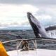 Private Whale Watching Tours In Alaska