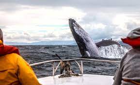 Private Whale Watching Tours In Alaska