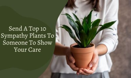Send A Top 10 Sympathy Plants To Someone To Show Your Care