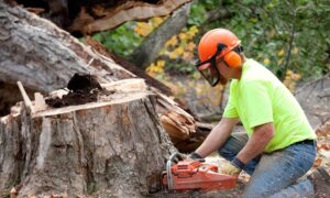 Tree Trimming services in Miami Beach FL