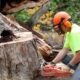 Tree Trimming services in Miami Beach FL