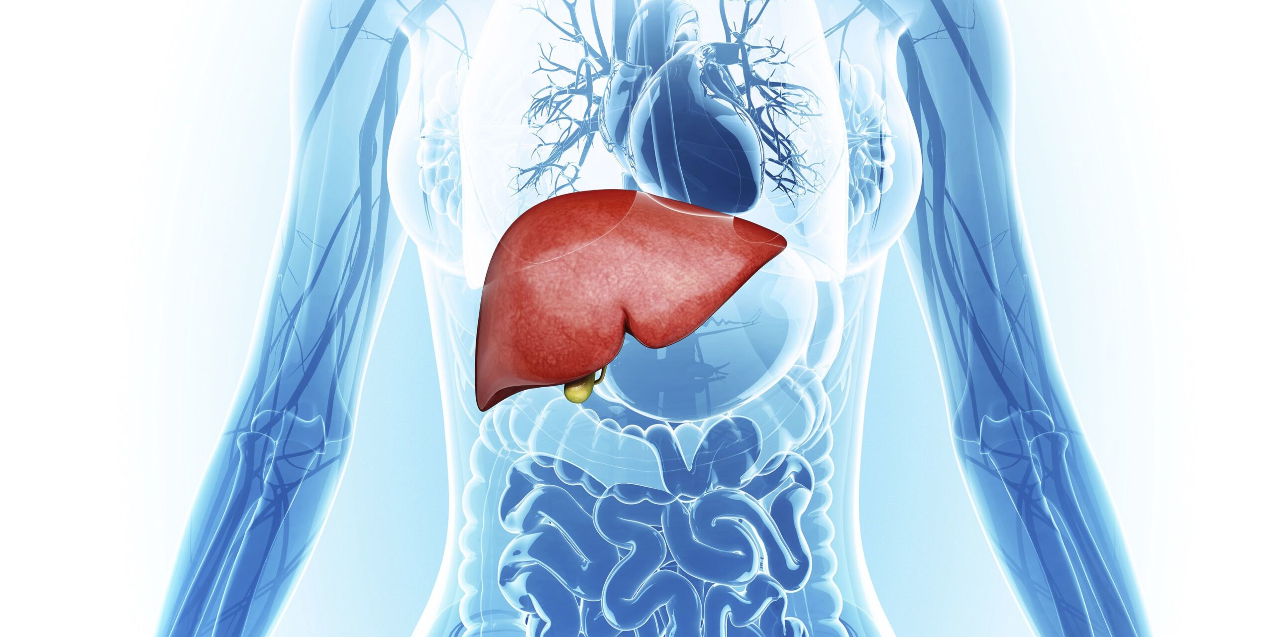 Liver