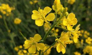Mustard Oil Benefits