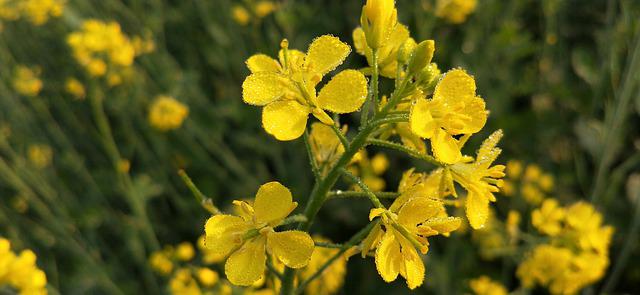 Mustard Oil Benefits