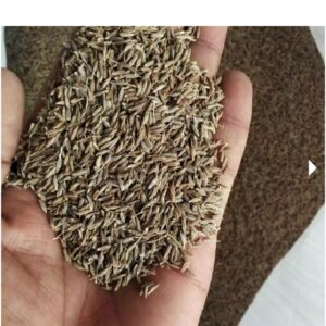Cumin Seeds