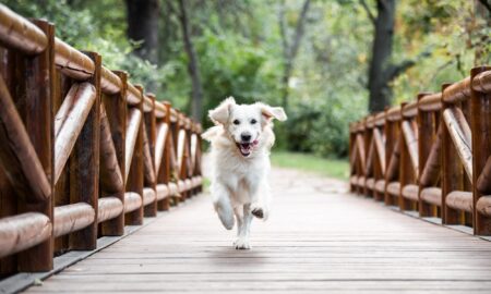 bridge dog