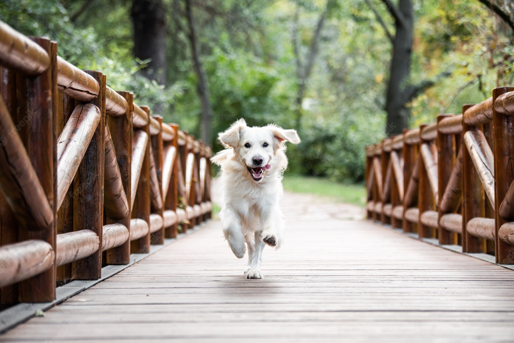 bridge dog