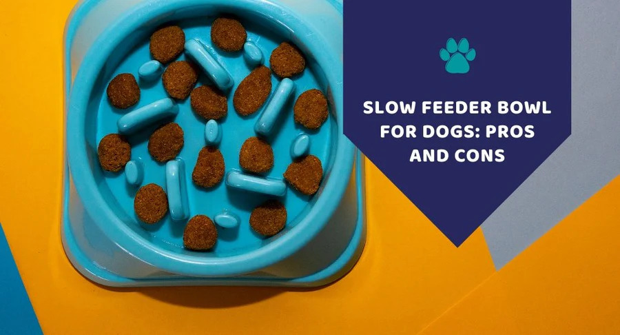 automatic dog feeder