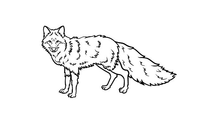 How to Draw a Red Fox