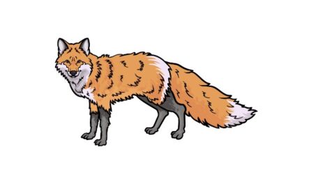 How to Draw a Red Fox