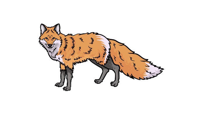 How to Draw a Red Fox