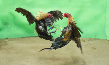 Cockfighting.