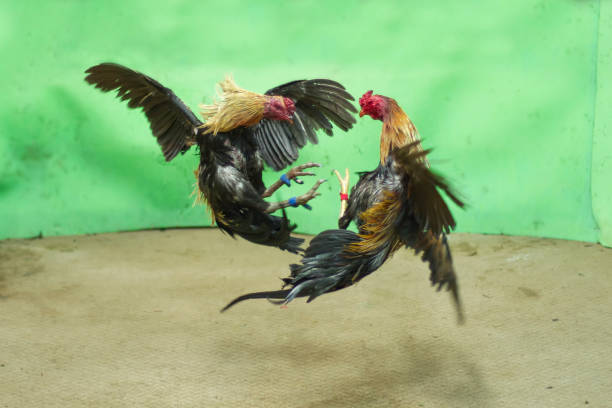 Cockfighting.