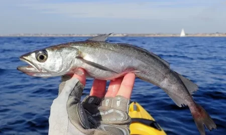 You're Probably Eating More Pacific Whiting than You Thought