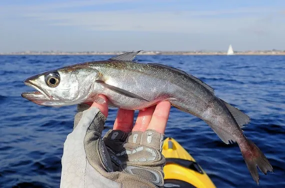 You're Probably Eating More Pacific Whiting than You Thought