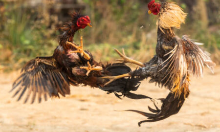 cock fighting