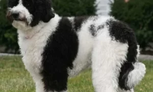 sheepadoodle rescue 4