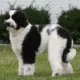 sheepadoodle rescue 4