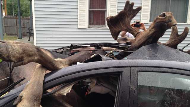 moose compared to car
