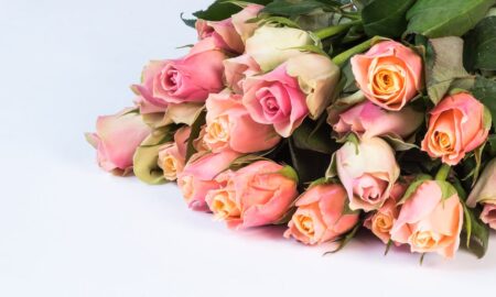 What flowers can you give on birthdays?