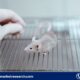 Humanised Mouse and Rat Model Market