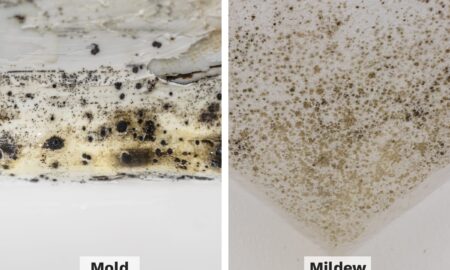 Mildew and Mold