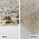 Mildew and Mold