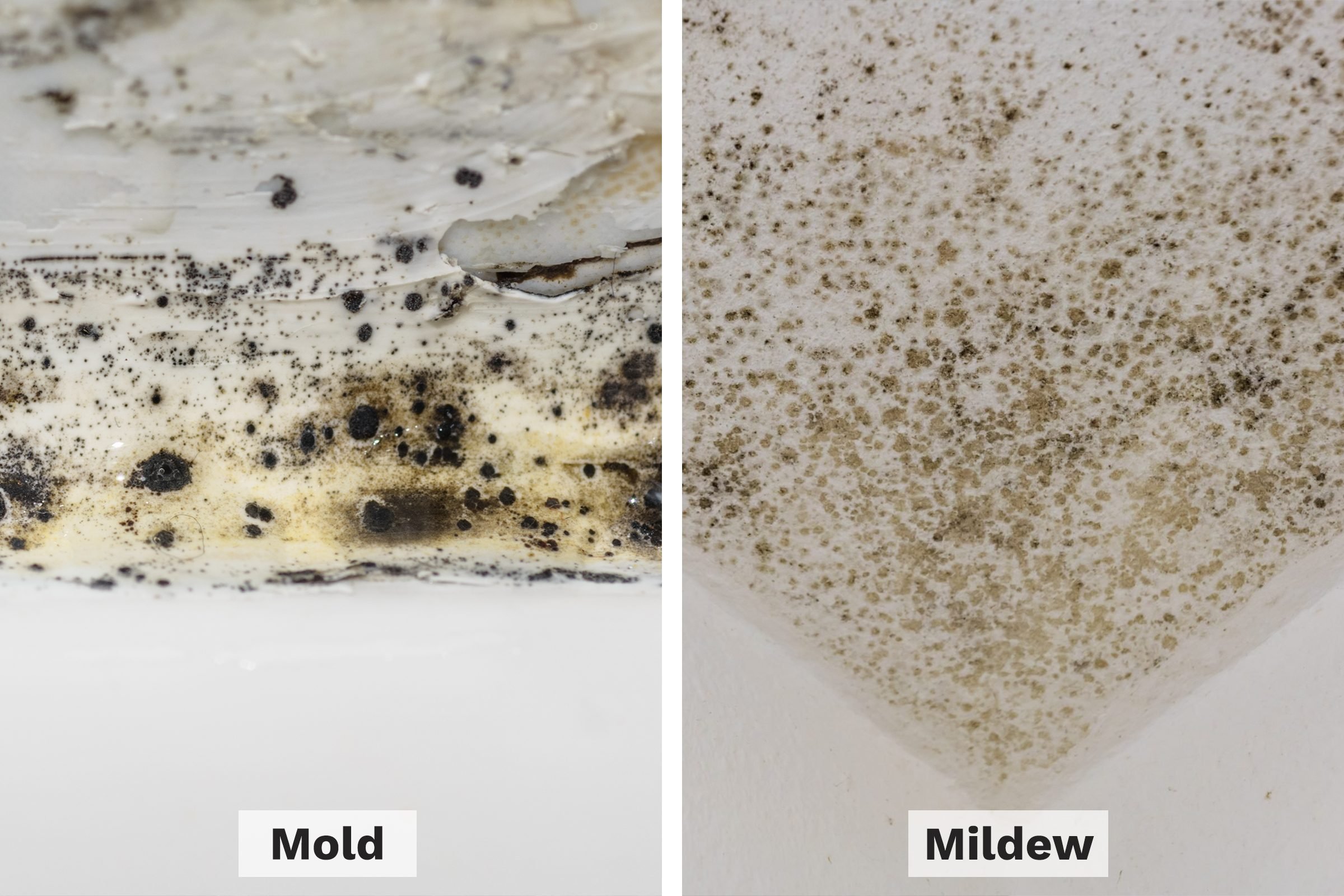 Mildew and Mold