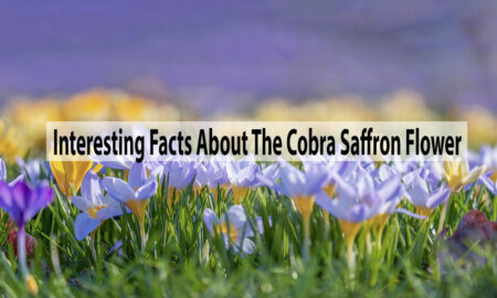 Some Interesting Facts About The Cobra Saffron Flower