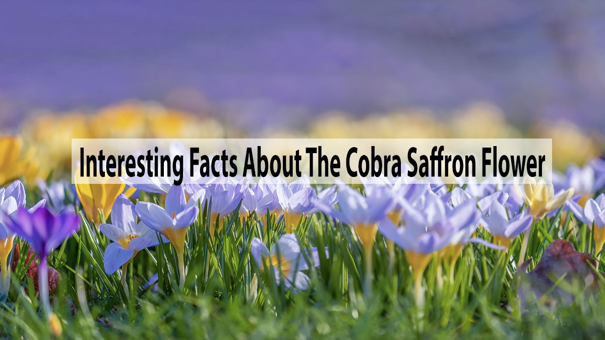 Some Interesting Facts About The Cobra Saffron Flower