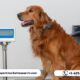 Veterinary Scales Market