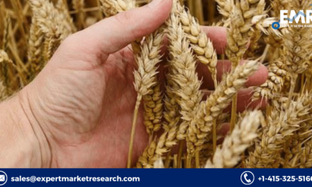 Wheat Seed Market