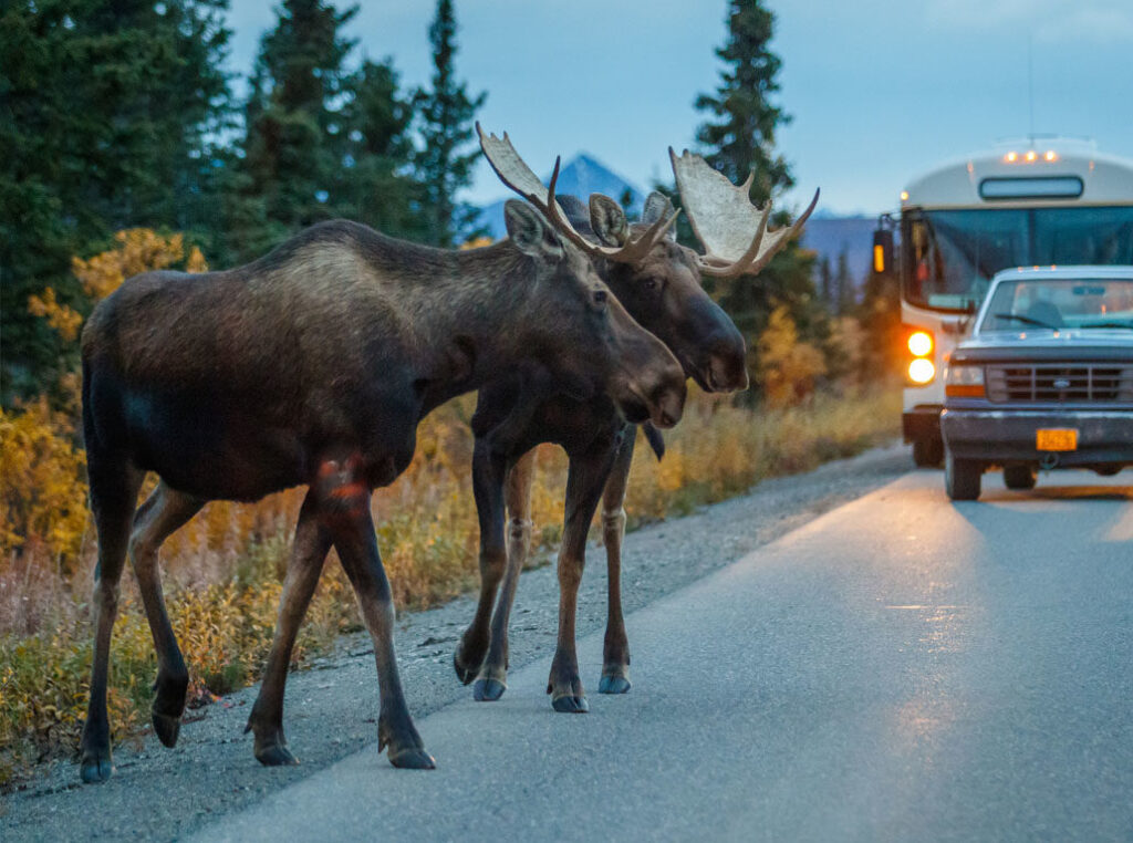 moose compared to car