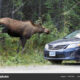 moose compared to car