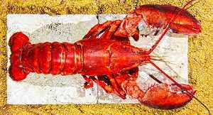 What to Look for When Buying Lobsters