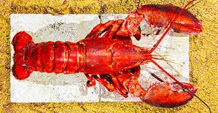 What to Look for When Buying Lobsters