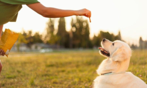 dog treats