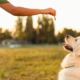 dog treats
