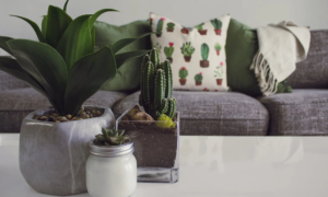 indoor plants