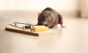 DIY vs. Professional Pest Control