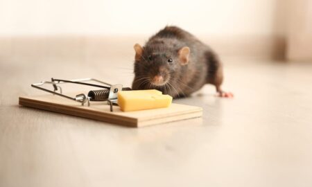 DIY vs. Professional Pest Control