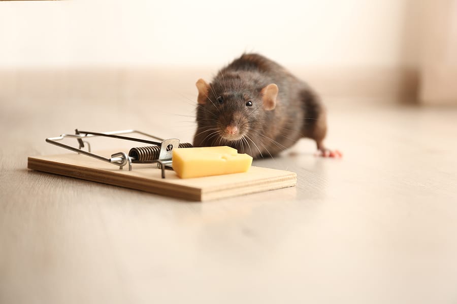 DIY vs. Professional Pest Control