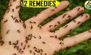 Get Rid of Ants at Home